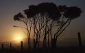 WT 078-07 Australia Tassie Sunrise